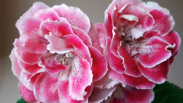 Глоксиния АК-Сабрина смотреть онлайн