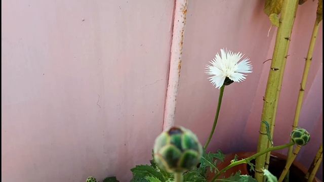 How to grow Sweet Sultan / Amberboa moschata Plant from Seeds Update Part - 2 смотреть онлайн