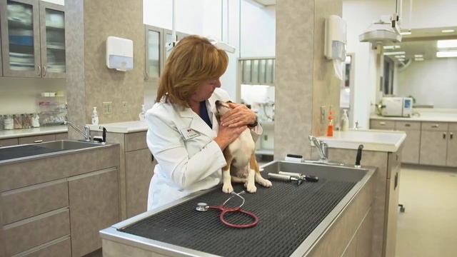 Croquettes chien hills - Croquette chat hill's - Vetostore смотреть онлайн