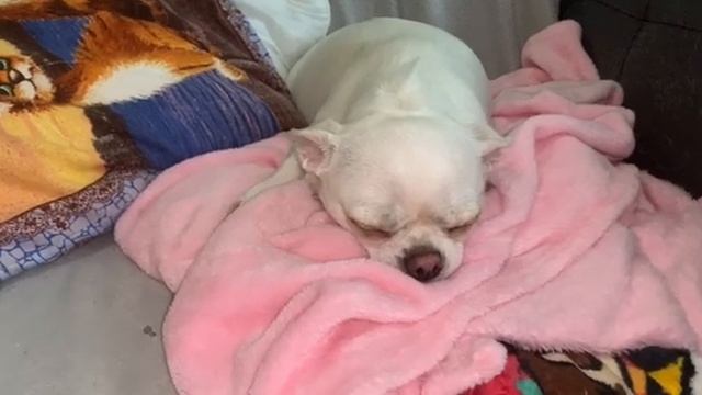 Сегодня с Лялей едим в клинику. смотреть онлайн