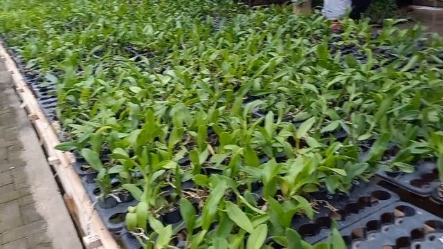 PROMO ANGGREK DENDROBIUM KRITING FREE ONGKIR 100% смотреть онлайн