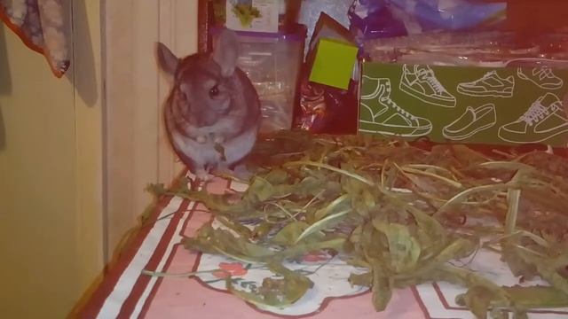 Шиншилла Шуша и одуванчики. смотреть онлайн