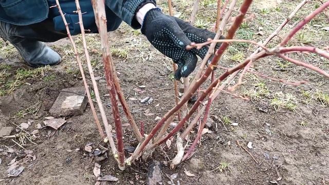 Дача. Несколько советов по обрезке голубики. Поздний сорт 