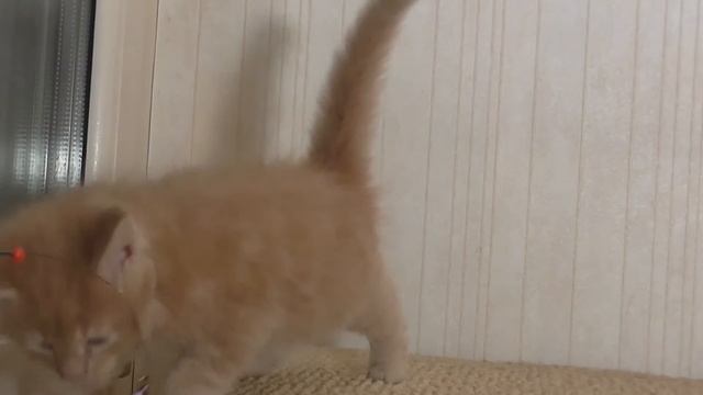 Котёнок Мейн Кун, кремовый солид, 5.09.14. Полтора месяца смотреть онлайн