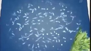 Тройчатка Эвалар в разных скоростях (×20 - ×0,2)