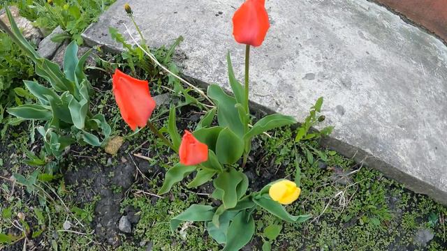 Деревенька моя ! Красоты весной в селе! смотреть онлайн