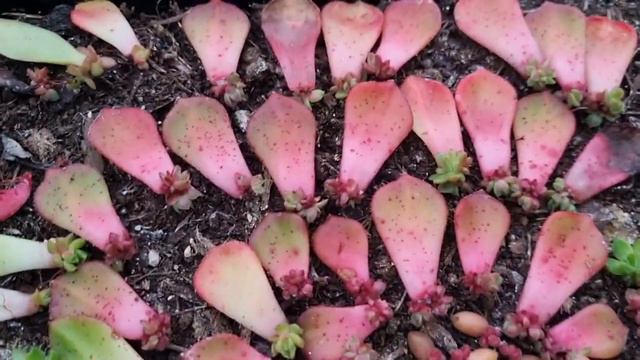 It's been raining a lot lately, How all the succulents doing during this time ? смотреть онлайн