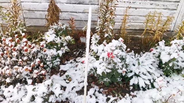 🌹❄️ Не спешу УКРЫВАТЬ РОЗЫ на зиму! ЧТО Я ОБЯЗАТЕЛЬНО С НИМИ СДЕЛАЮ перед укрытием смотреть онлайн