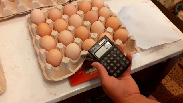Вес яйца кур Ливенская ситцевая и Юрловская голосистая,планирую закладку куриного яйца на племя смотреть онлайн