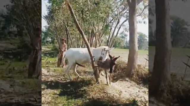 First time meeting 🏇 Horse stallion stud and Donkey Jenny 2021 смотреть онлайн