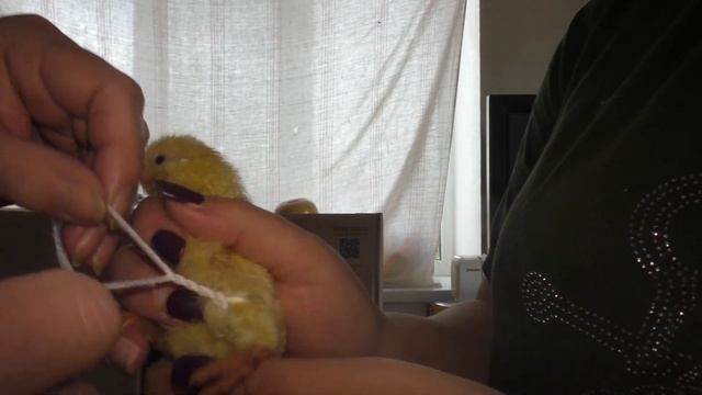 цыпленок не встает на лапки, как исправить