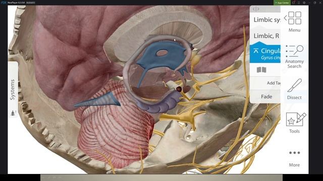 Белое вещество полушарий смотреть онлайн