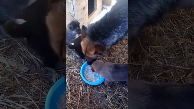 Щенкам 4 недели без трёх дней. смотреть онлайн