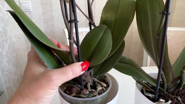 Орхидея Интрига - яркая красавица с пышным цветением. смотреть онлайн