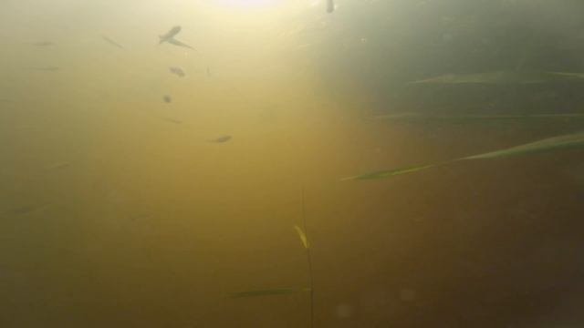 Подводная съемка на реке Белосток (Белый Сток). Много рыбы.