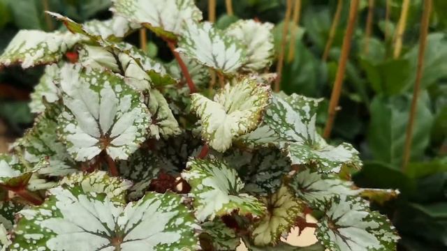 Begonia Asian Tundra 25cm Height | Live from the Nursery Series смотреть онлайн