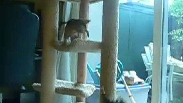 Bengal and Chausie kittens playing смотреть онлайн