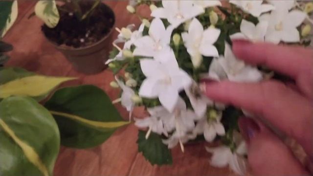 Мои комнатные новиночки! Антуриум Ковали, калатея Бикажу Гекко! ??? смотреть онлайн