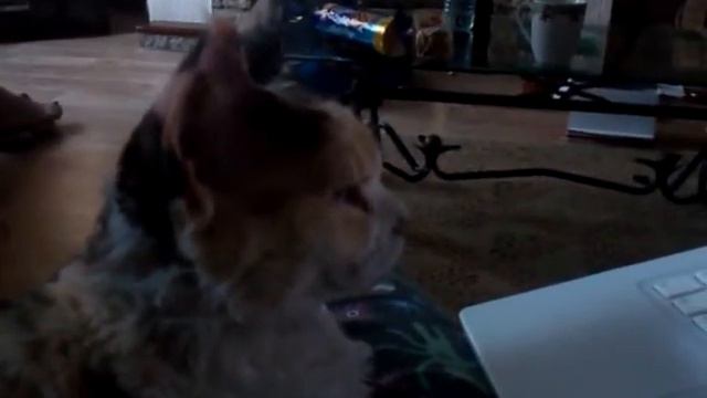 Ella Watching Youtube! - MsDanceSpirit's Devon Rex kitten: Lambert смотреть онлайн