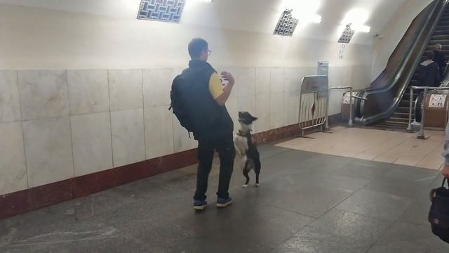 Как проехать с собакой в метро. Лайфхак. смотреть онлайн