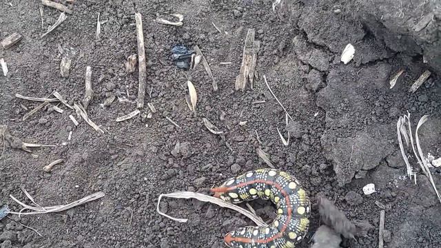 Уникальная гусеница смотреть онлайн