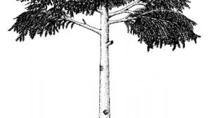 Как появились первые деревья?