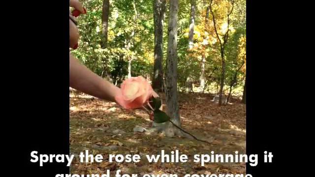 How To Dye a Rose with Floral Spray смотреть онлайн