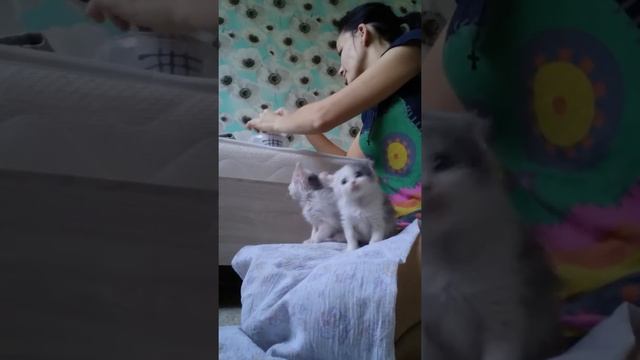 Выкармливаем котят-спасёнышей со шприца!) (Small cat) смотреть онлайн