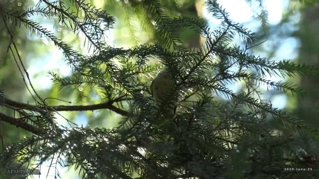 Желтоголовый королек (Regulus regulus) [июнь 2020] смотреть онлайн