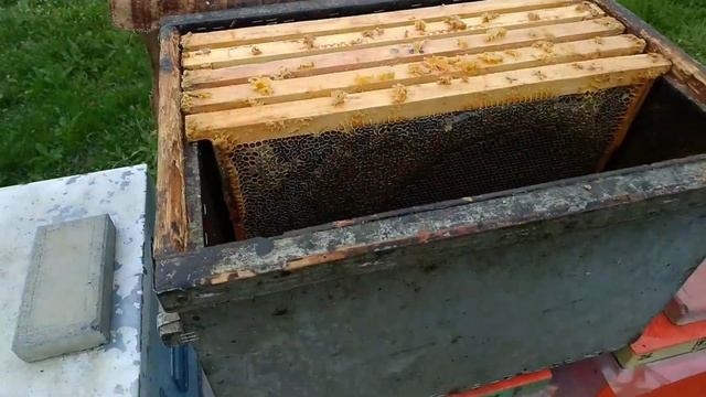 Масштабный Эксперимент. Зимовка Пчёл.Часть 7. смотреть онлайн