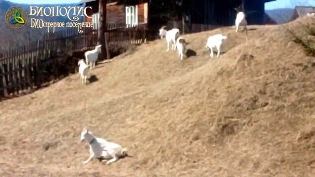 Кози проти карантина. Козы против вируса! Ukraine under lockdown. goats vs COVID19 смотреть онлайн