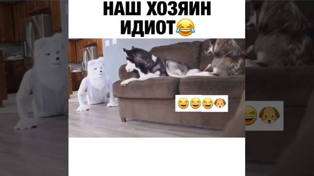 Наш хозяин идиот? смотреть онлайн