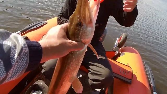 Случайно нашли жереха на Москва реке. Ловля на спиннинг летом смотреть онлайн