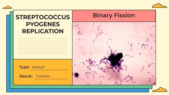 Streptococcus Pyogenes | Citlaly Abundio & Franchesca Sombillo смотреть онлайн