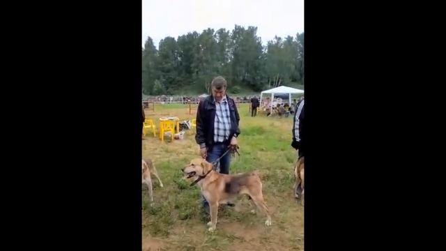 127-я Московская областная выставка собак охотничьих пород 12.06.2021г. смотреть онлайн