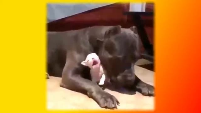 Забавные животные Приколы кошки собаки Позитив Создай себе хорошее настроение смотреть онлайн