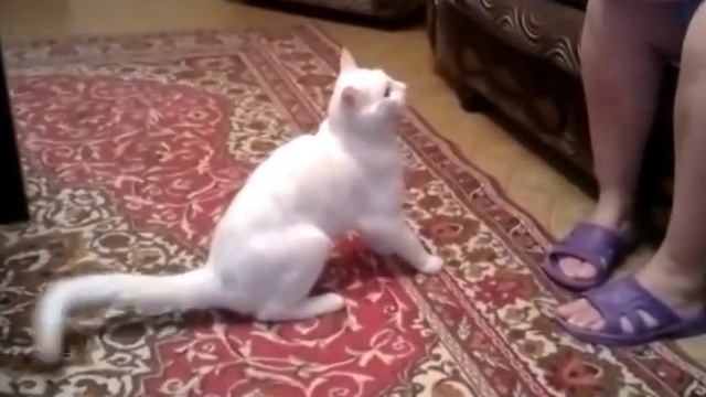 Кот псих смотреть онлайн