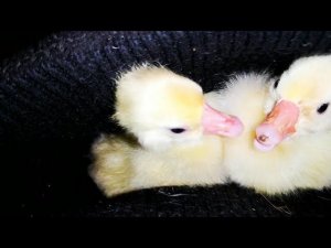 Гусята из под Индюшек, корма, инкубаторы