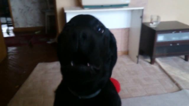 Щенок лабрадора лает смотреть онлайн