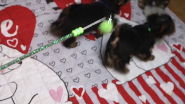 Щенки Йоркширского терьера смотреть онлайн