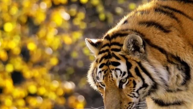 Tiger Wallpaper Slideshow FULL HD 1080p | Natural 4 You смотреть онлайн