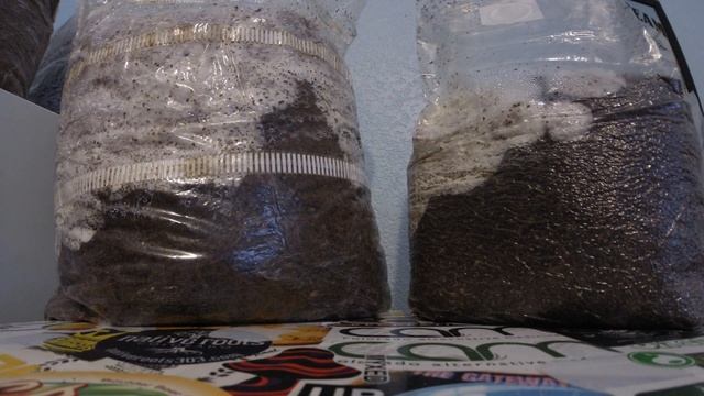 Spawn Bags Time Lapse 1.0 Sac O2 vs Root Mushroom Farm over 3 days смотреть онлайн
