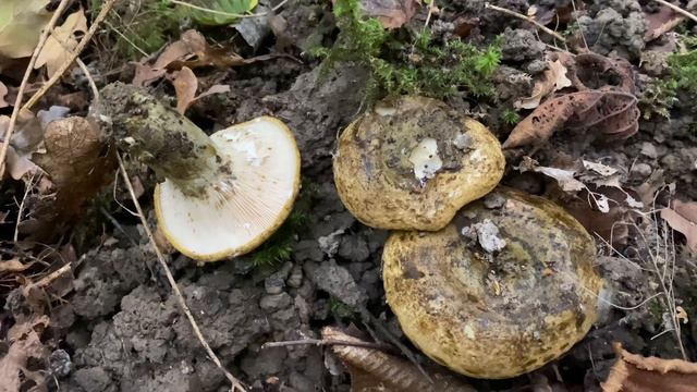 Lactarius necator (Чёрный груздь), October 15, 2020 смотреть онлайн