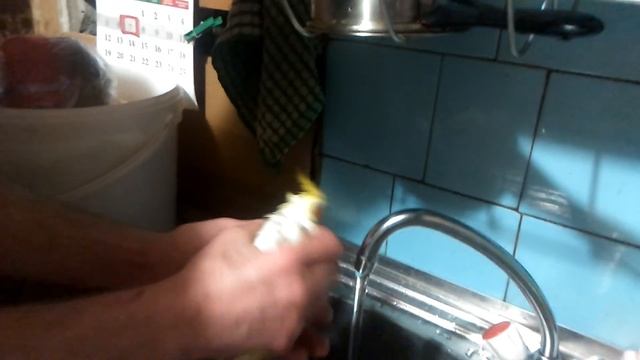 Как помыть птенца . Помоем птенца выкормыша . смотреть онлайн