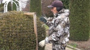 Сад Николая Дементьева .Подготовка  шарообразных хвойных к зиме.