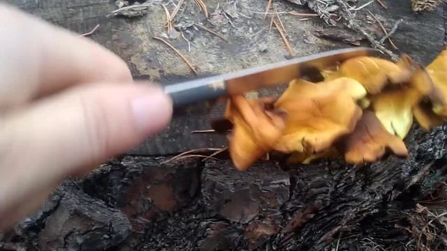 как различить опята смотреть онлайн