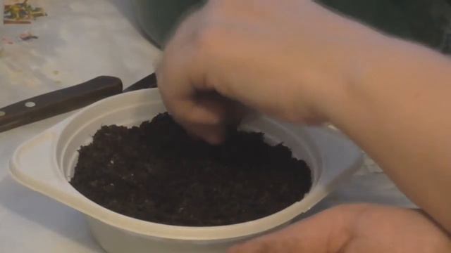 Посадка семян спаржи на рассаду смотреть онлайн