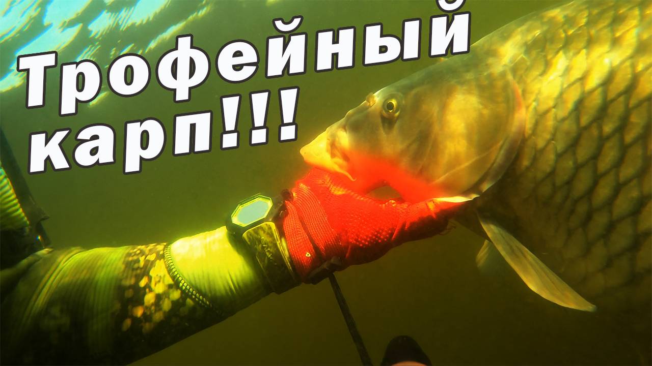 ПОДВОДНАЯ ОХОТА НА КАРПА, БЕЛОГОАМУРА, САЗАНА!!! смотреть онлайн