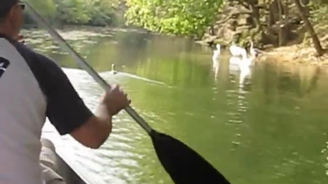 ANGRY DUCKS ATTACK MY GIRLFRIEND смотреть онлайн