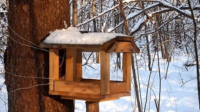 Синицы на кормушке смотреть онлайн